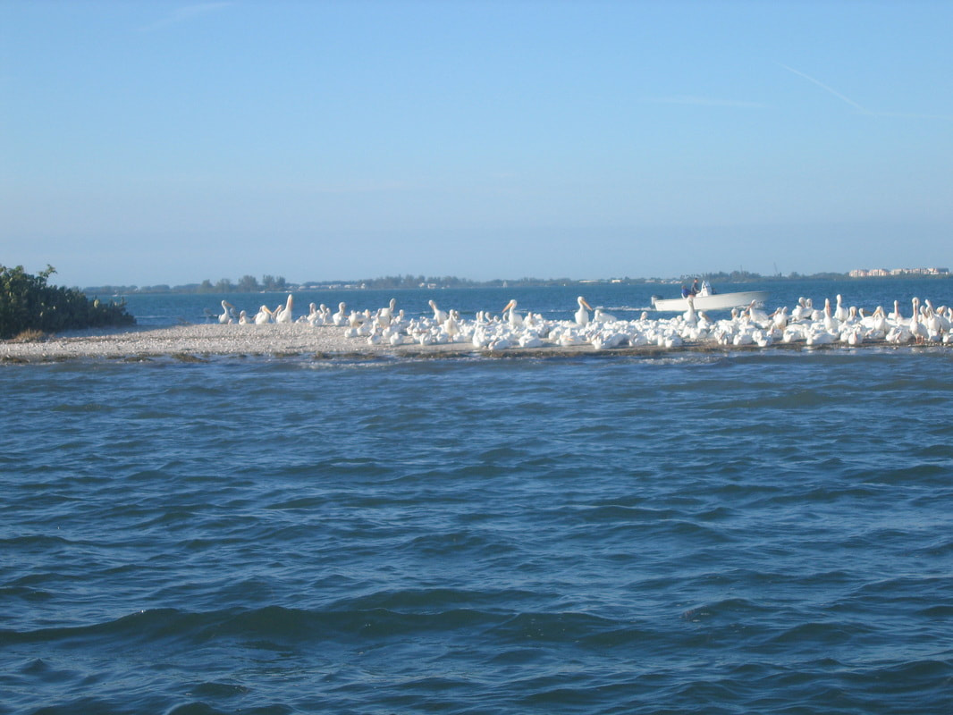 Coastal wildlife